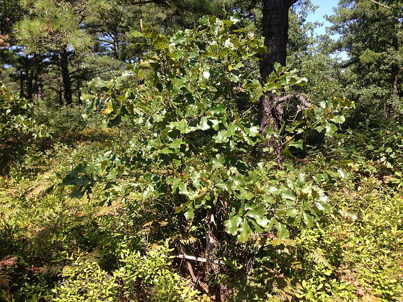 File:2014-08-27 11 32 21 Scrub Oak near the north edge of Wharton State Forest in Tabernacle Township, New Jersey.JPG