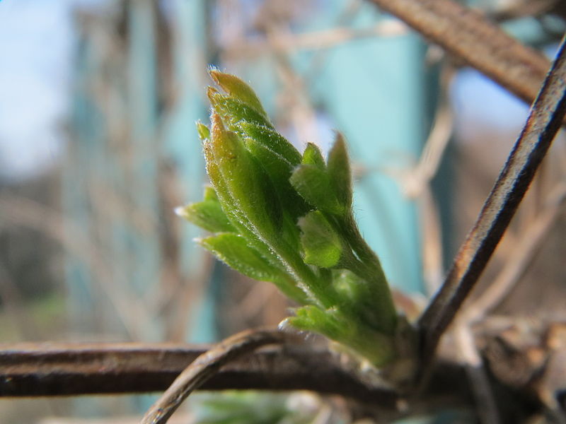 File:20140308Clematis vitalba2.jpg