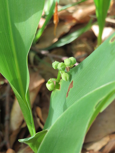 File:20150429Convallaria majalis1.jpg