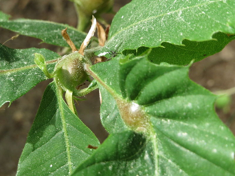 File:20150511Castanea sativa4.jpg