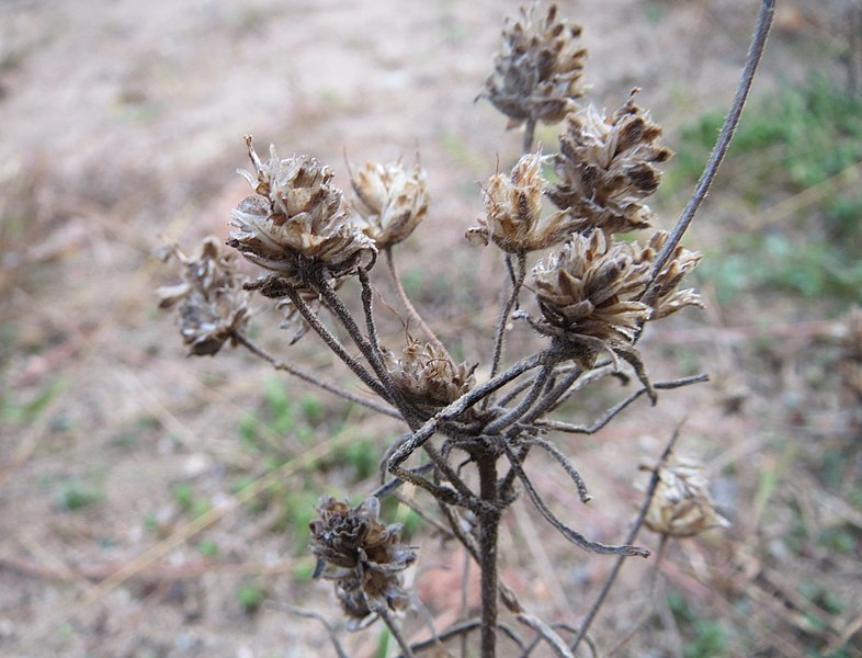 File:20171001Plantago arenaria2.jpg