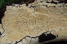 "Conferticium ravum" ditemukan di Almaden Quicksilver County Park, San Jose, California