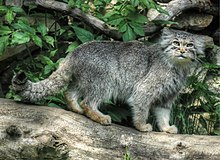 Pallas's cat, Endangered, Steppe, Asia