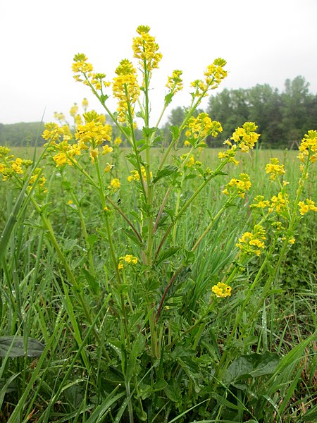 File:20190504Barbarea vulgaris2.jpg