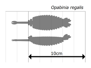 Opabinia オパビニア