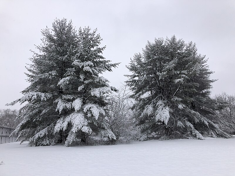 File:2024-02-13 09 51 42 Eastern White Pines during a moderate snowfall within Ann M. Banchoff Park in the Mountainview section of Ewing Township, Mercer County, New Jersey.jpg