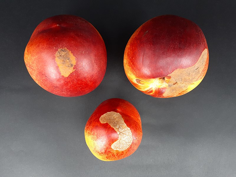 File:3 x Nectarine scab 2017 B.jpg