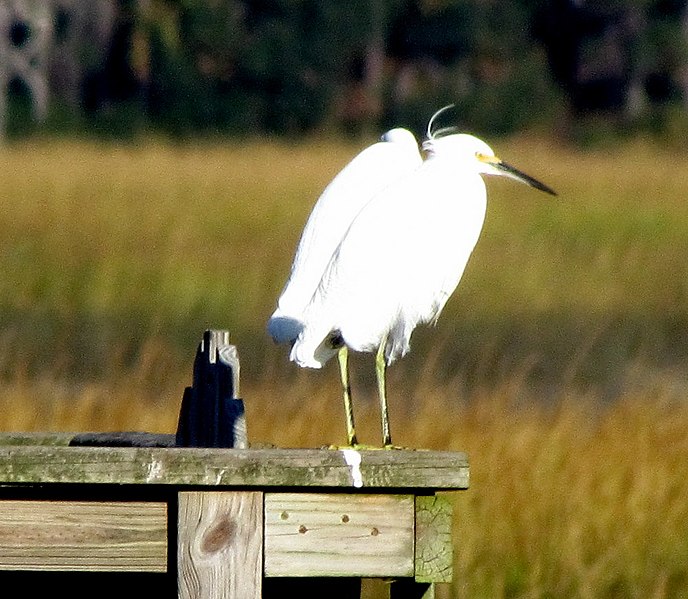 File:44 Egrets Beaufort SC 6577 (12368361694).jpg