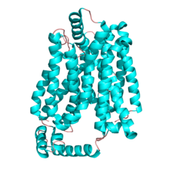 Кристаллическая структура GLUT1 у человека. PDB 4pyp[1]