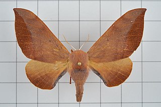 <i>Mustilia sphingiformis</i> Species of moth