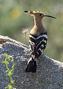 U. e. epops in Galicia, Spain. ABUBILLA (Upupa epops).jpg