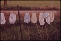 A MIGRANT FAMILY'S LAUNDRY HANGS TO DRY ON A BARBED-WIRE FENCE. THE ONLY SOURCE OF WATER FOR THIS FAMILY IS A PLASTIC... - NARA - 543867.tif