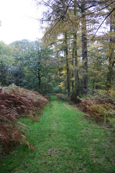 File:A Woodland Walk - geograph.org.uk - 279225.jpg
