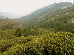 Tea plantations in Darjeeling