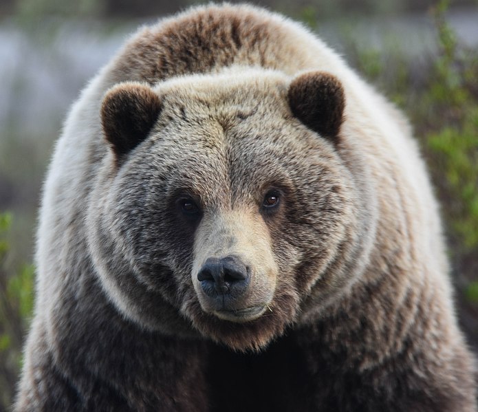 File:A female grizzly bear (b39efcaa-f415-41f8-9269-ce4b5aed129b).jpg