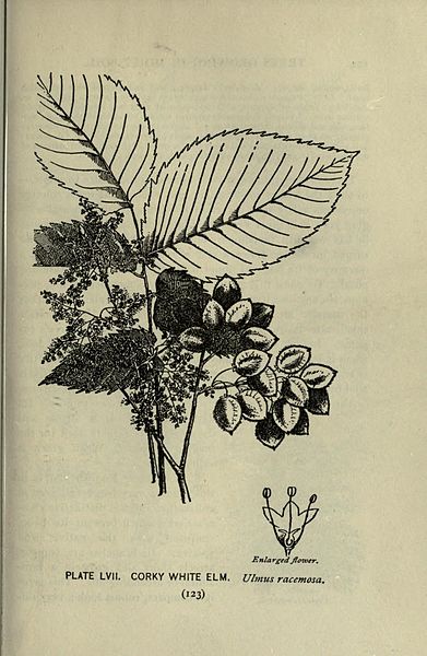 File:A guide to the trees (Page 123) (8434849285).jpg