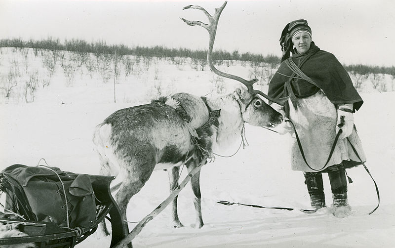 File:A man holds a reindeer with a sled. Winter, Finnmarksvidda.jpg