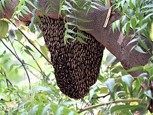 honey bees articles - Encyclopedia of Life