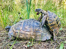 A pair of Testudo graeca mating in Mountain Yamanlar Nature Park, Izmir Province, Turkey A pair of Testudo graeca mating.jpg