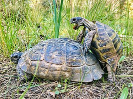 in de tussentijd Gezond Polair Moorse landschildpad - Wikipedia