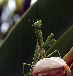 Tenodera aridifolia sinensis in Kona