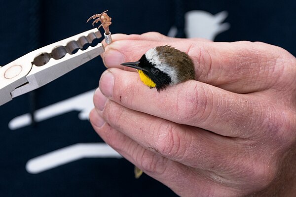 A researcher uses banding pliers to attach a band to the leg of a common yellowthroat.