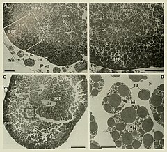 File:Abatus cordatus End of gastrulation.jpg (Category:Abatus cordatus)