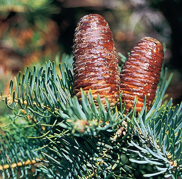 File:Abies concolor cones-2.jpg