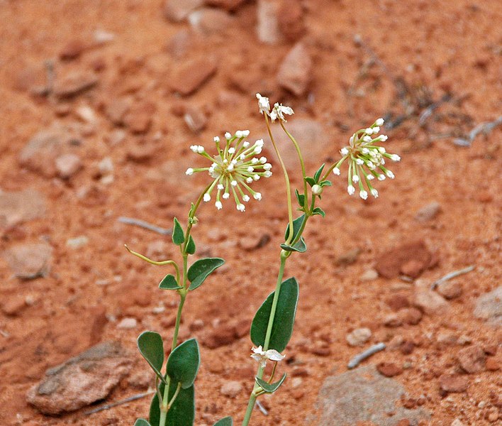 File:Abronia fragrans or Abronia elliptica (sand verbena) (Arches National Park, Utah, USA) (15737053196).jpg