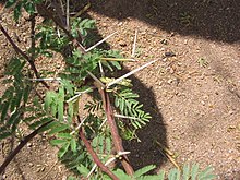 Acacia-smallii-thorns.jpg