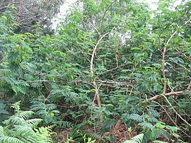 Acacia melanoxylon (Seedling) 2.jpg