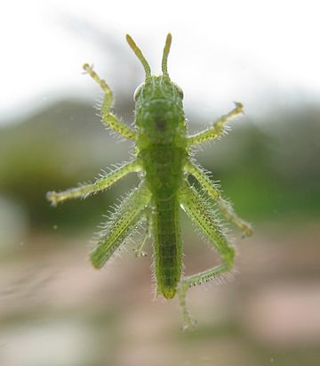 File:Acanthacris ruficornis Garden Locust nymph 8796s.jpg