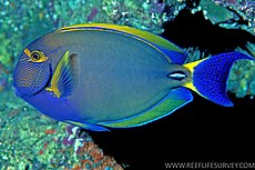 Acanthurus dussumieri 2RLS.jpg