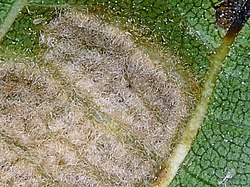 Aceria erinea on Juglans regia backside leaf, okkernootviltmijt achterkant blad (1).JPG