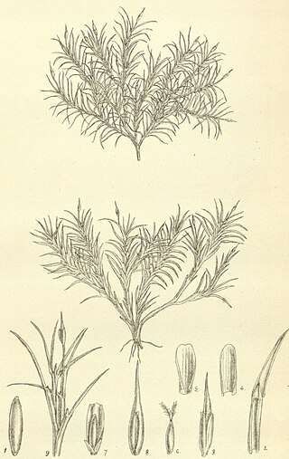 <i>Aciachne</i> Genus of grasses