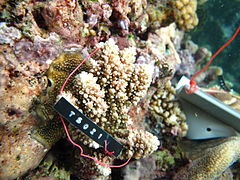 A. polystoma, vista de coralitos, isla Mer, Australia. Programa de monitoreo de la salud de los arrecifes coralinos del Estrecho de Torres. 2013. Instituto Australiano de Ciencia Marina.