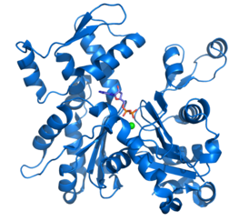 G-актин. Показаны связанные с ним молекула АДФ и двухвалентный катион.