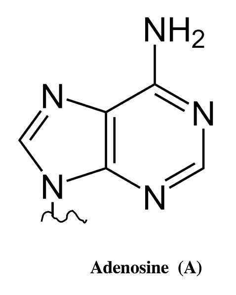 File:Adenosine chemical structure.jpg