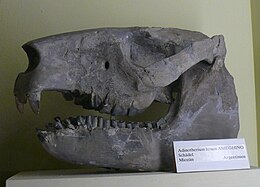 Adinotherium ferum koponya