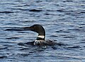 English: Great Northern Loon (Gavia immer) in Adirondacks, New York.