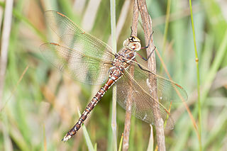 Blue-spotted hawker Species of dragonfly