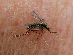 Aedes taeniorhynchus.jpg