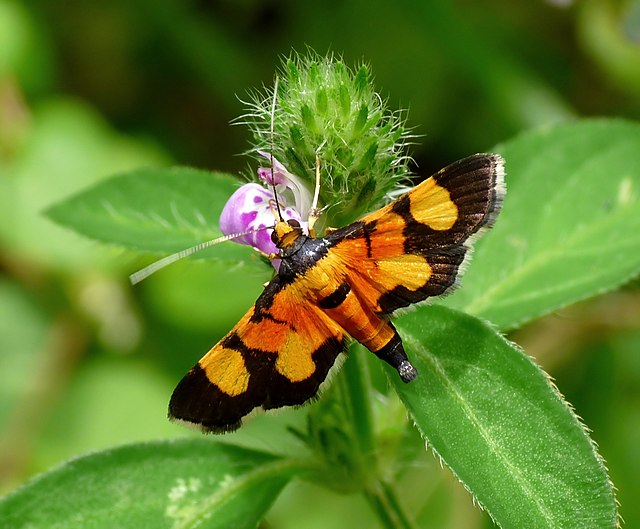 Бабочка Aethaloessa calidalis из семейства настоящие огнёвки