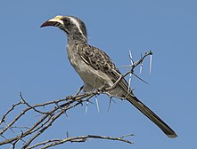 African Grey Hornbill (Lophoceros nasutus epirhinus) female.jpg