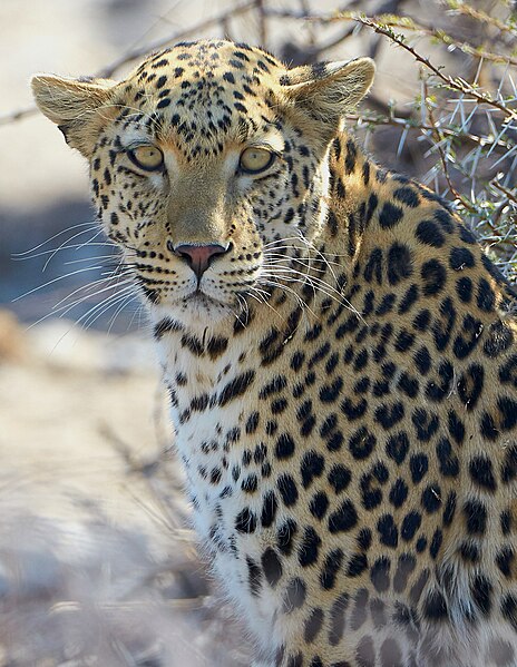 File:African Leopard Near Okevi Waterhole Etosha Namibia.jpg