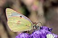 African clouded yellow