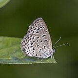 African grass blue (Zizeeria knysna) underside Principe 2.jpg