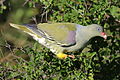 African green pigeon, Treron calvus, Kruger main road near Punda Maria turn-off, Kruger National Park, South Africa (25939679590).jpg