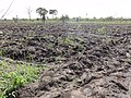Agriculture in inland valleys in Togo - panoramio (44).jpg