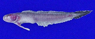 <i>Akko brevis</i> Species of fish